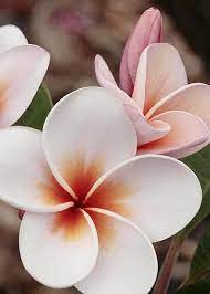 Plumeria Kona Hawii Greeting Card By James Steele Beautiful Flowers Unique Flowers Orchid Flower