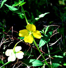 Image result for Ludwigia octovalvis