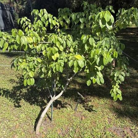 The Manchineel (Hippomane mancinella), also known as the Tree of Death is one of the most poisonous trees in the world. This endangered species is homed here at the gardens and you