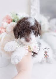 Effective immediately, luxury puppies is proud to offer free home delivery for all puppies purchased online. Toy Poodle Puppies For Sale Fl Teacup Puppies Boutique