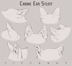 Then study the anatomy of eyes, nose, lips, and ears. 12 Draw Animal Ears Ideas Animal Drawings Drawing Tutorial Drawings