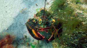 But where did it come from? Eu7zzt Xulilym