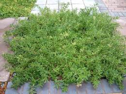 Image result for Myoporum