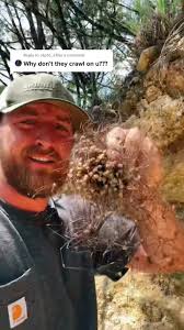 Daddy Long Leg Loses Leg