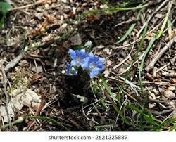 Image result for Cyperus zollingeri