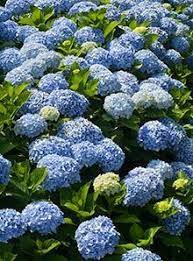 Nikko Blue Hydrangea Nikko Blue Hydrangea Fast Growing Trees Blue Hydrangea