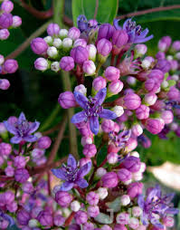 Image result for Hyparrhenia dichroa