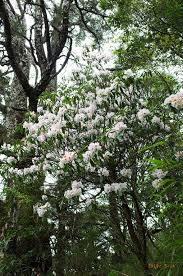 Cinde is a lightweight yet powerful cinavia detector designed for windows computer. Karopi Karopi 9 é 