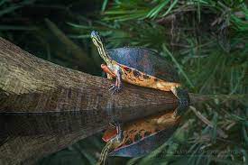 Colorful Critters Water Turtle Critter Turtle Swimming