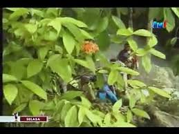 We did not find results for: Keris Hitam Bersepuh Emas Episod 5 Video Dailymotion