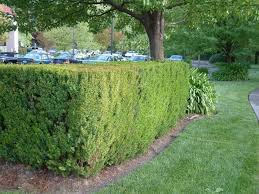 Image result for Myrsine africana