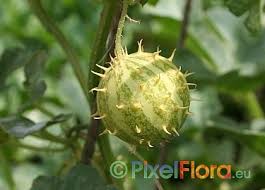 Image result for Cucumis aculeatus