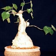 Image result for Sterculia rogersii