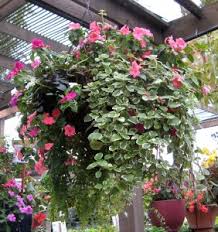 Flower delivery perfect for any occasion! King S Hanging Baskets Archives Kings Nursery In Santa Rosa