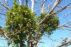 Mistletoe has rootlike structures called haustoria that grow into the tree's sapwood. Mistletoe Home Garden Information Center
