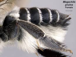 Image result for Enneapogon pretoriensis