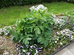 Image result for Droogmansia