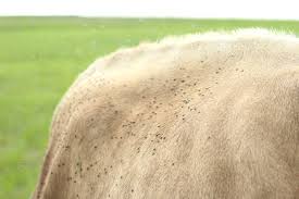 They are easy to install and collect a lot of flies at my barn. 4 Natural Strategies For Farm Fly Control The Prairie Homestead