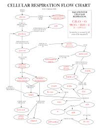 Cellular Respiration Flow Chart Cellular Respiration Flow