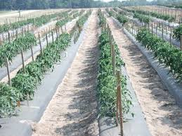 Check spelling or type a new query. Polyethylene And Biodegradable Mulches For Agricultural Applications A Review Springerlink