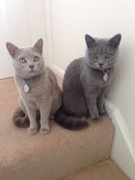 Maybe you would like to learn more about one of these? Archie And Charlie Lilac And Blue British Shorthair Kittens Pets Cats Cute Cats Photos British Shorthair Cats