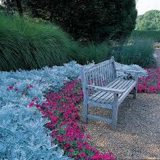 Check spelling or type a new query. Silverdust Dusty Miller Maritima