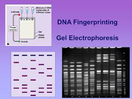 dna fingerprinting gel electrophoresis sometimes we