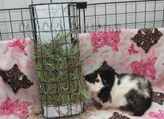 Bend a piece of c&c grid (cube & coroplast grid) into a rectangular tube. 40 Hay Rack Litter Box Ideas Hay Racks Litter Box Bunny Cages