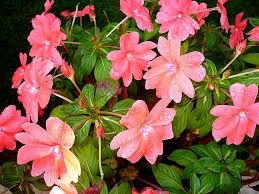 New guinea impatiens care most gardeners grow new guinea impatiens as an annual plant, purchasing them in pots to transfer to the garden. New Guinea Impatiens Planting And Care