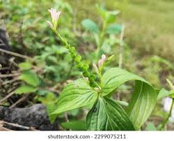 Image result for Spigelia anthelmia