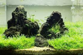 I am sorry, sooo sorry guys. 17 Jenis Batu Aquascape Terbaik Dan Terfavorit Dilengkapi Harga 2020