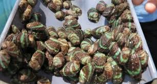 Praised for its high wear resistance, d2 steel is considered a premium blade steel. Melongok Suksesnya Pengembangan Benih Abalon Di Perairan Bali