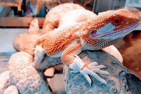 Learn How To Help A Bearded Dragon Shed With A Few Simple Healthy Tricks Health Details Bearded Dragon Pet Owners Dragon