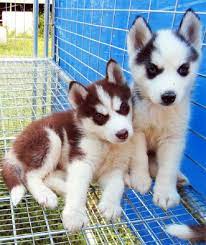 Brown And White Husky Puppies For Sale Zoe Fans Blog Husky Puppy Husky Puppies For Sale Puppies