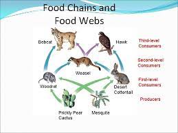 You will note that cacti do not have leaves like most plants which reduces the surface area and subsequent moisture loss. Energy Flow In An Ecosystem Chapter 23 Section