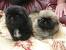 Teacup Pekingese Puppies For Sale