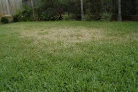 Rake the lawn thoroughly after dethatching. Dry Spots In Lawn Daleys Turf Lawn Support Lawn Care Advice Daleys Turf