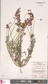 Image result for Brachyachne patentiflora