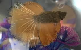 Good service and very good fish also have patient when selling good seller to deal with. Marvin The Bumble Bee Betta By Francie Aguilera Simonson Artwanted Com