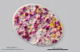 Image result for Isoglossa ciliata