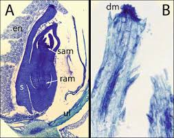 Image result for Setaria restioidea