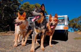 These dogs are well known for their affectionate, patient nature. 10 Best Dog Breeds For Outdoor Junkies Active