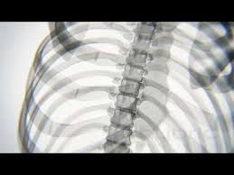 Animators And Scientists Teamed Up To Create A Realistic Representation Of What Your Skeleton Looks Like Doing Yoga In Radiological How To Do Yoga X Ray Yoga