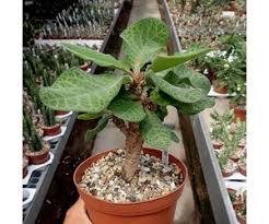 Image result for Monadenium pseudoracemosum