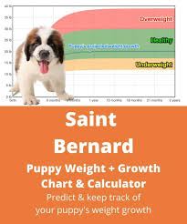 We are confident that you will absolutely adore our puppies because our saint bernards are very please feel free to contact us and view the beautiful saint bernard pictures of the puppies and dogs in our kennel. Saint Bernard Weight Growth Chart 2021 How Heavy Will My Saint Bernard Weigh The Goody Pet