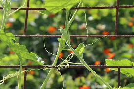 Check spelling or type a new query. Cucurbit Climber Tendrils Hung Spirals Iron Concrete Rust Plants Horticulture Market Gardening Pikist