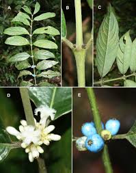 Image result for Lasianthus