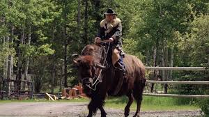 Check spelling or type a new query. The Original Guy On A Buffalo Facebook Facebook