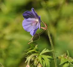 Image result for Geranium aculeolatum