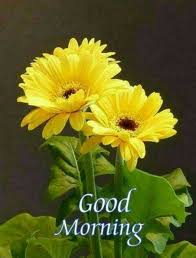 Maybe you would like to learn more about one of these? 60 Most Beautiful Good Morning Images With Flowers Hindi Status Good Morning Flowers Good Morning Beautiful Flowers Good Morning Thursday